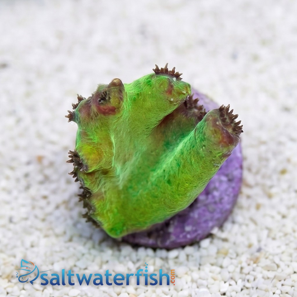 Cup Coral: Branching - Aquacultured