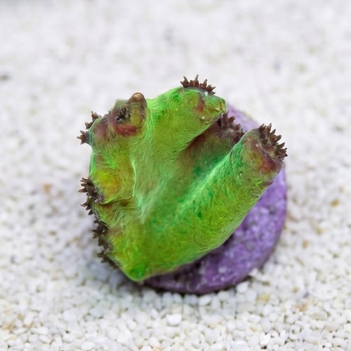 Cup Coral: Branching - Aquacultured