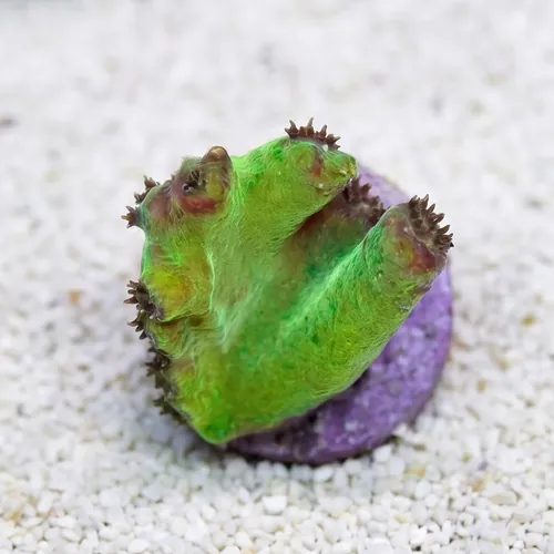 Cup Coral: Branching - Aquacultured