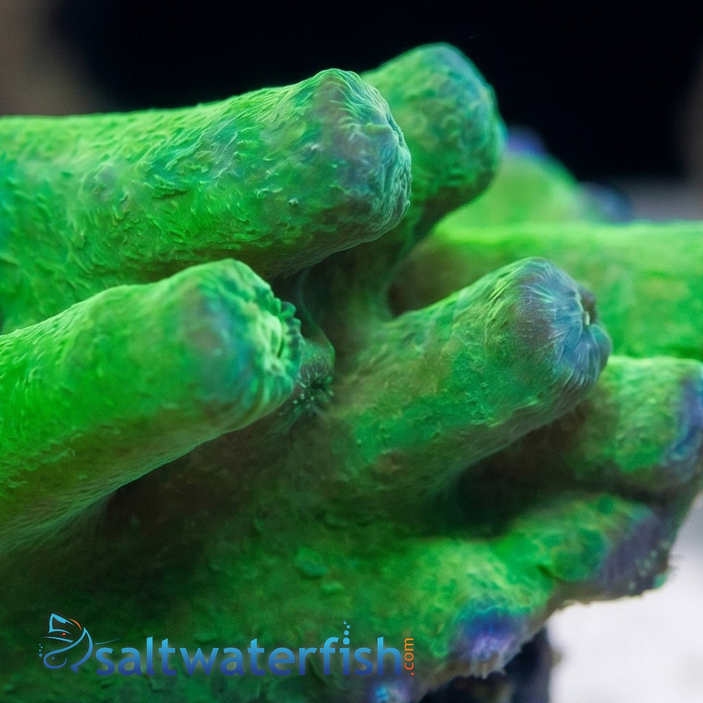 Cup Coral: Branching Green Heron - Aquacultured
