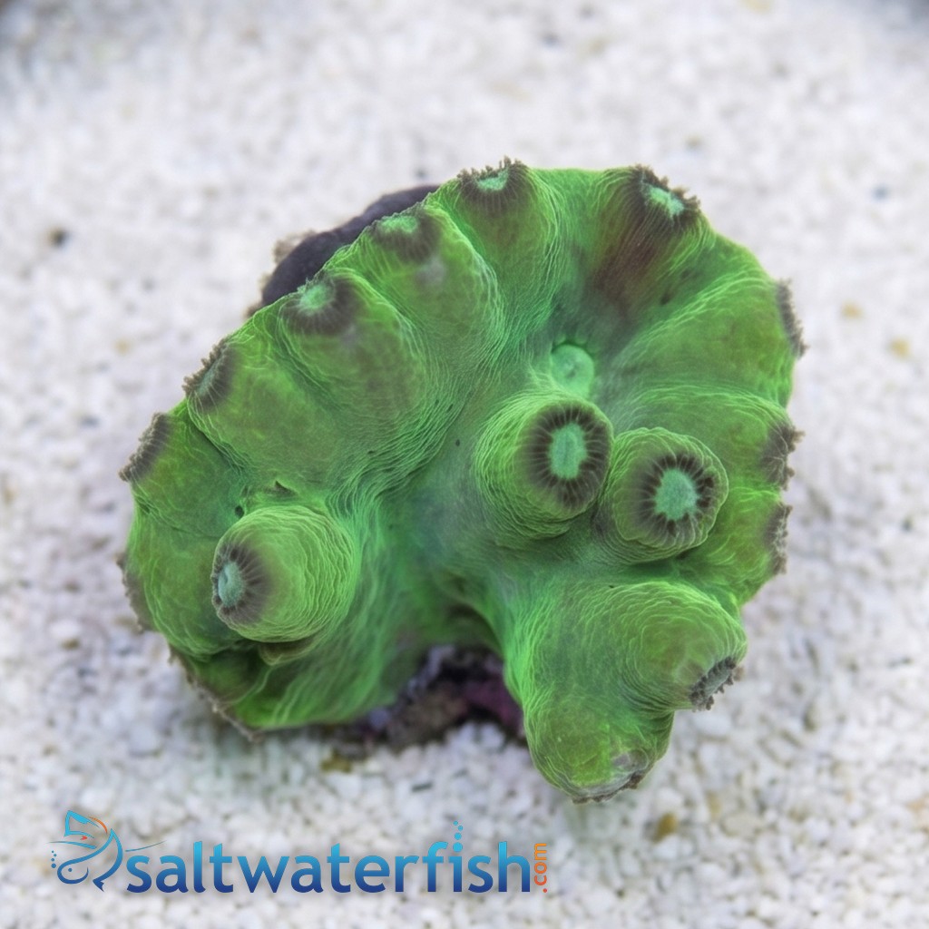 Cup Coral: Branching Green Heron - Aquacultured