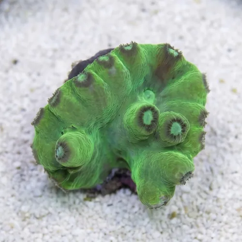 Cup Coral: Branching Green Heron - Aquacultured