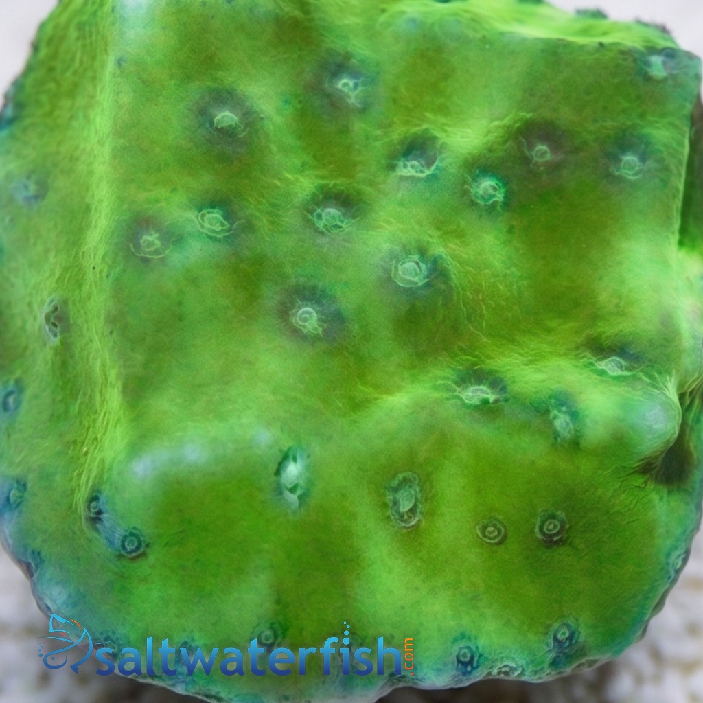 Cup Coral: Green Fire - Aquacultured