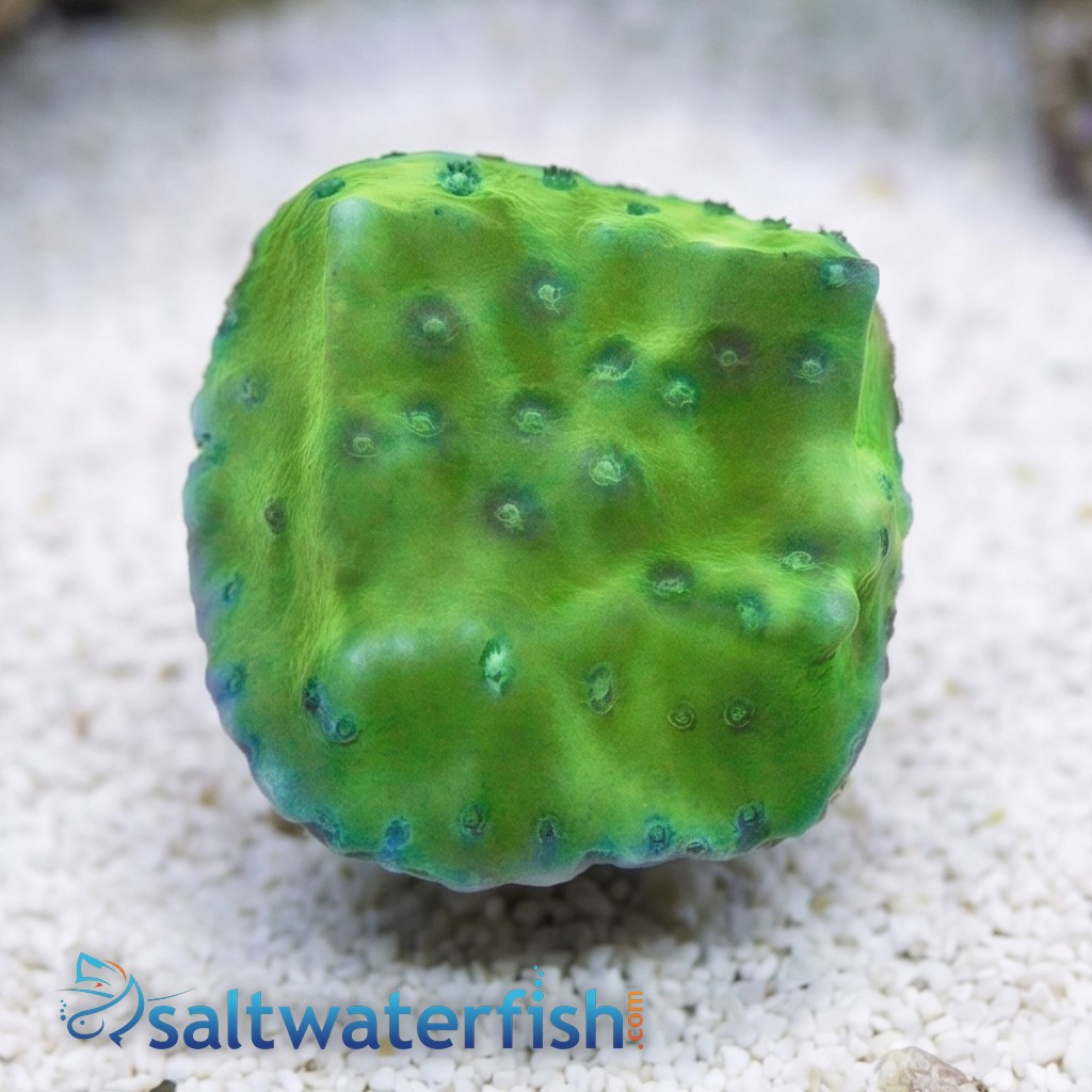 Cup Coral: Green Fire - Aquacultured