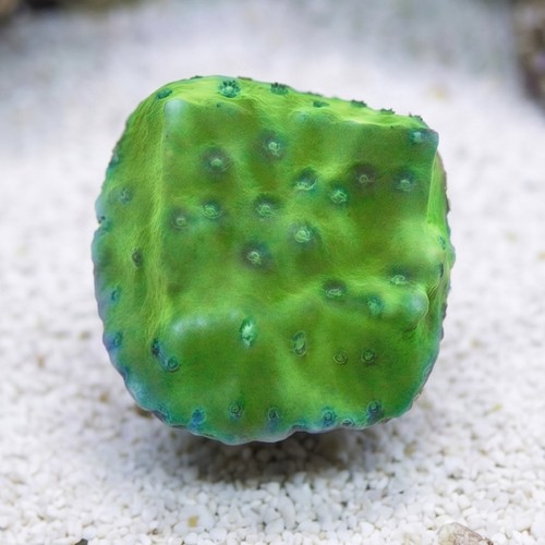 Cup Coral: Green Fire - Aquacultured