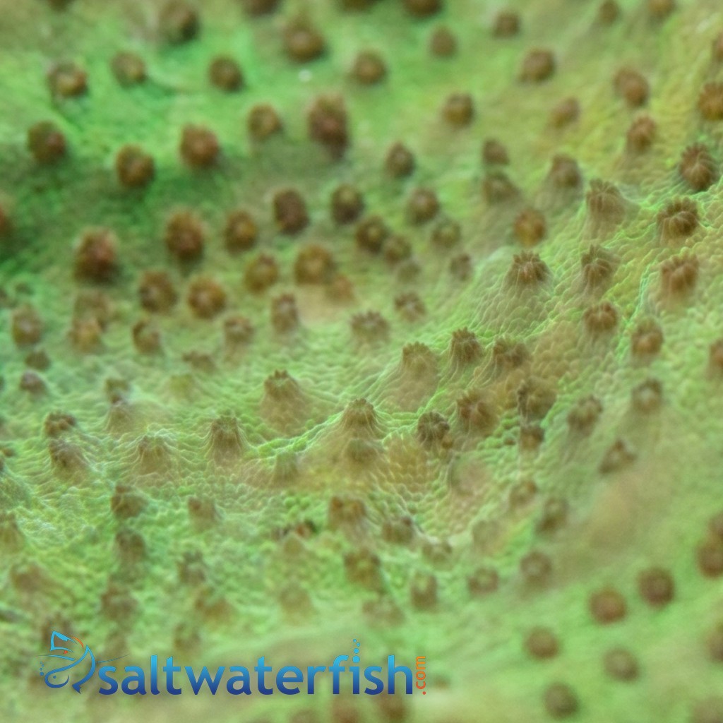 Cup Coral: Small Polyp Green - Aquacultured