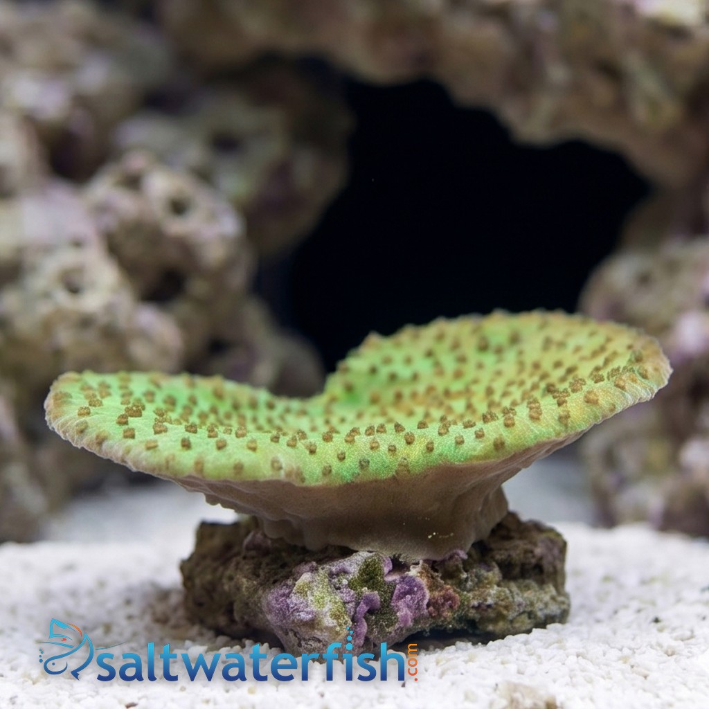Cup Coral: Small Polyp Green - Aquacultured