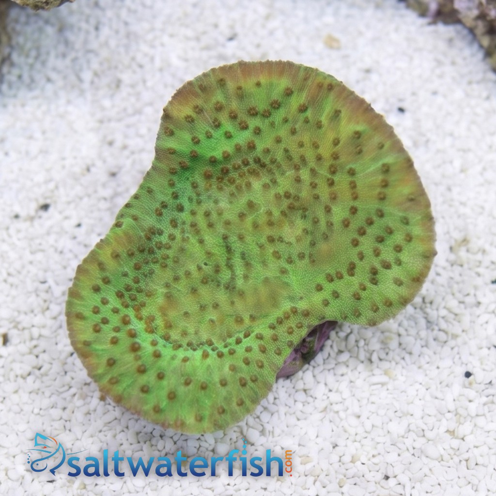 Cup Coral: Small Polyp Green - Aquacultured