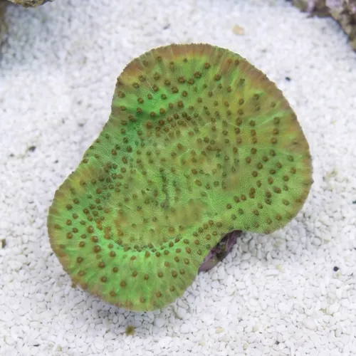 Cup Coral: Small Polyp Green - Aquacultured