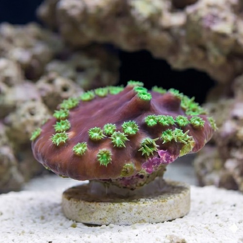 Cup Coral: Purple - Aquacultured