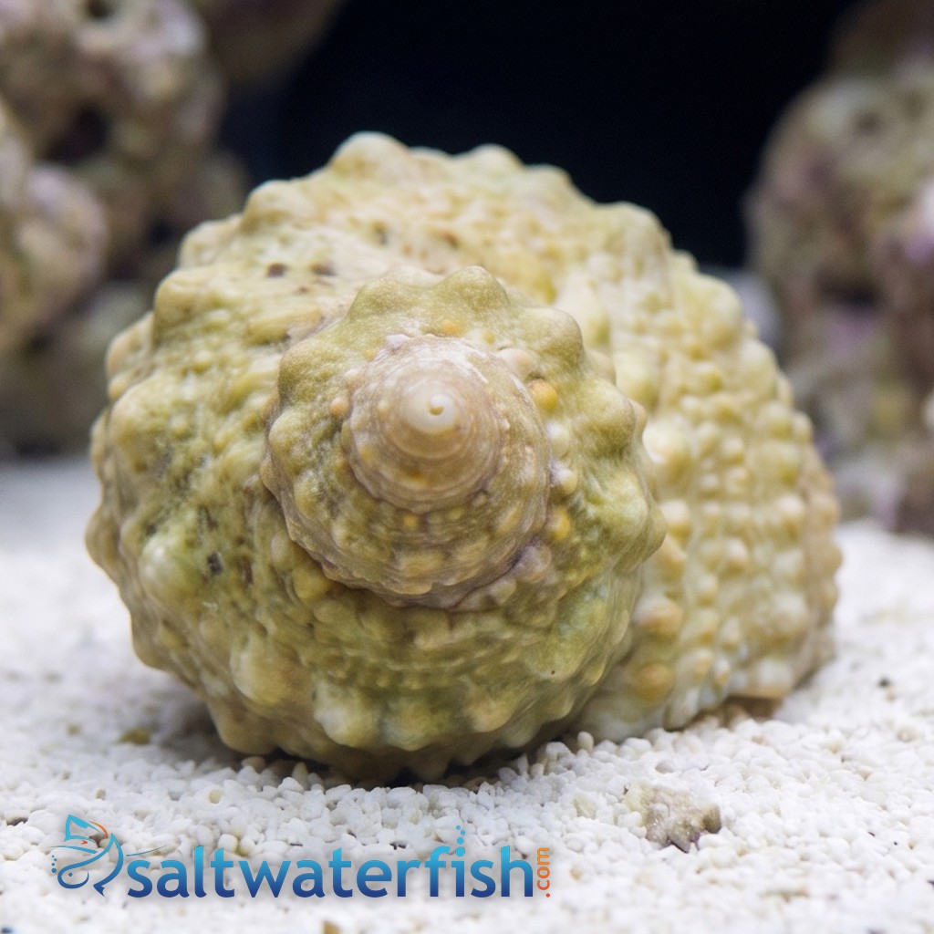 Chestnut Turbo Snail