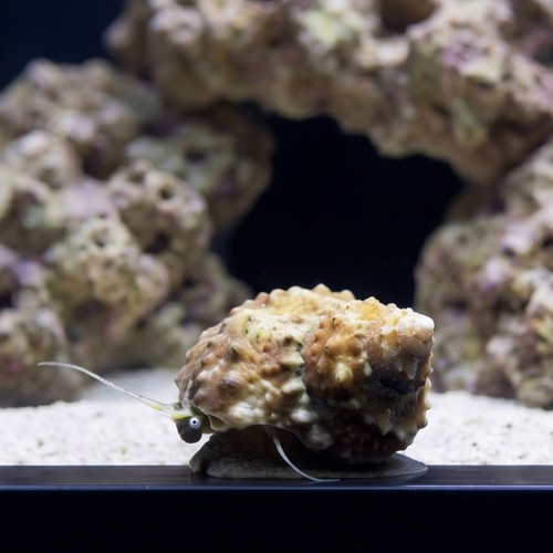 Chestnut Turbo Snail