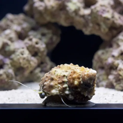 Chestnut Turbo Snail
