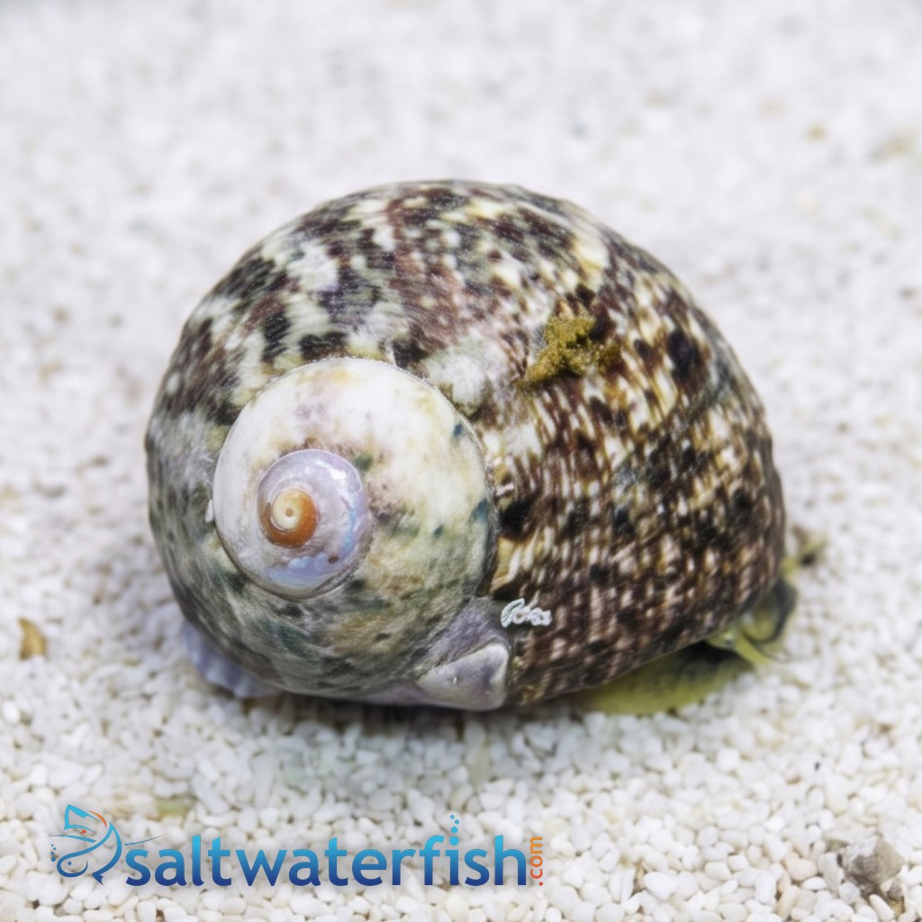 Cat Eye Turbo Snail