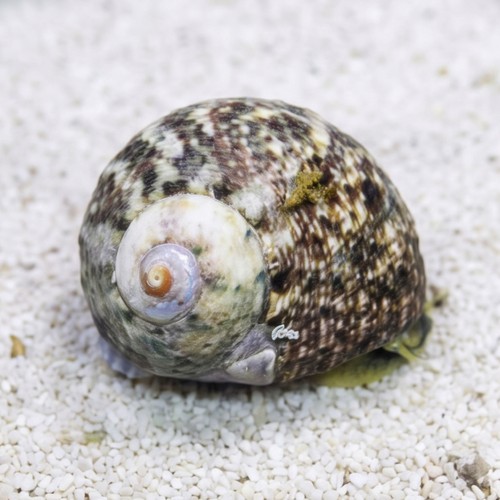 Cat Eye Turbo Snail