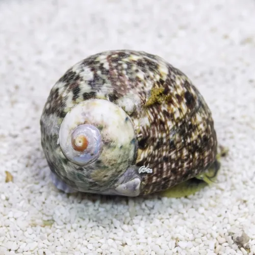 Cat Eye Turbo Snail