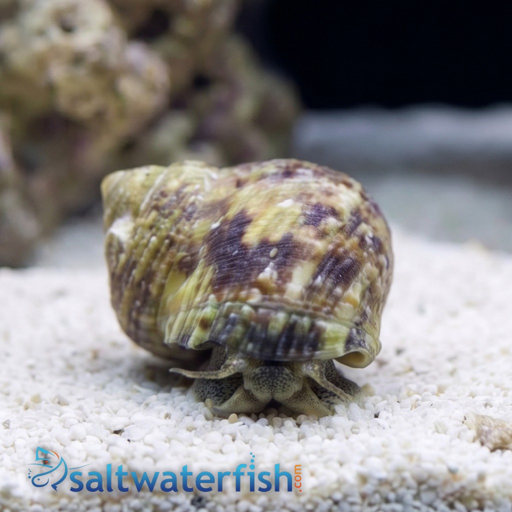 Zebra Turbo Snail