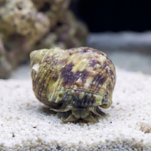 Zebra Turbo Snail