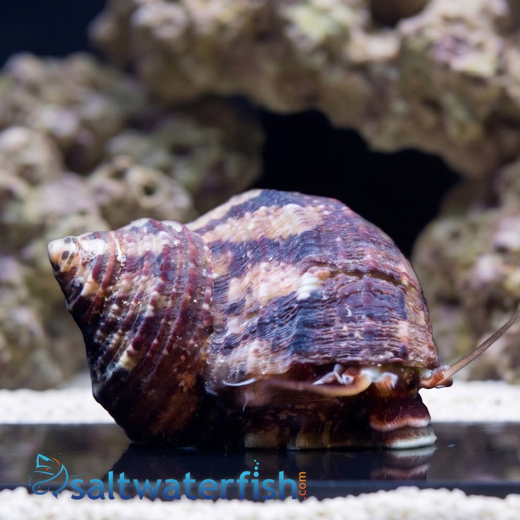 Mexican Turbo Snail