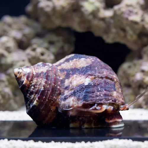 Mexican Turbo Snail