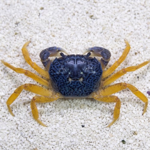 Blue Fiddler Crab