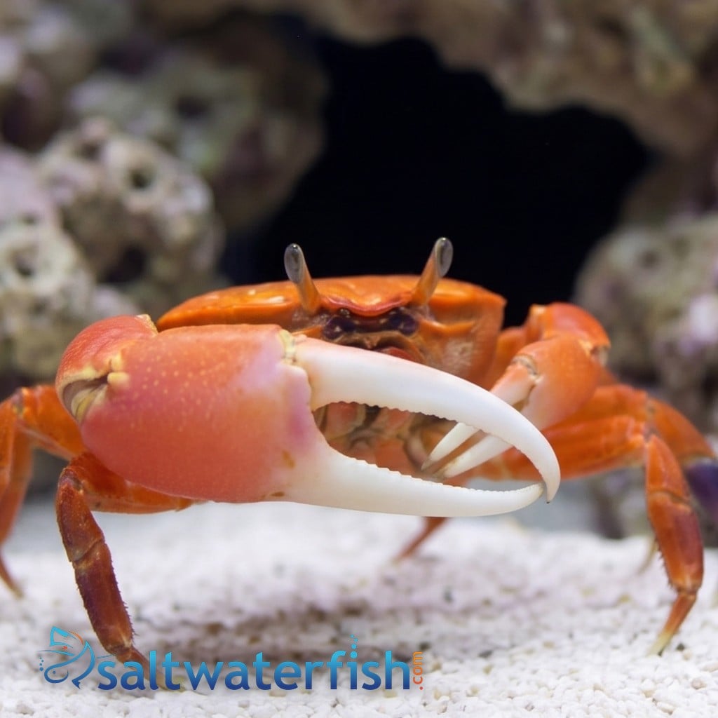 Red Fiddler Crab