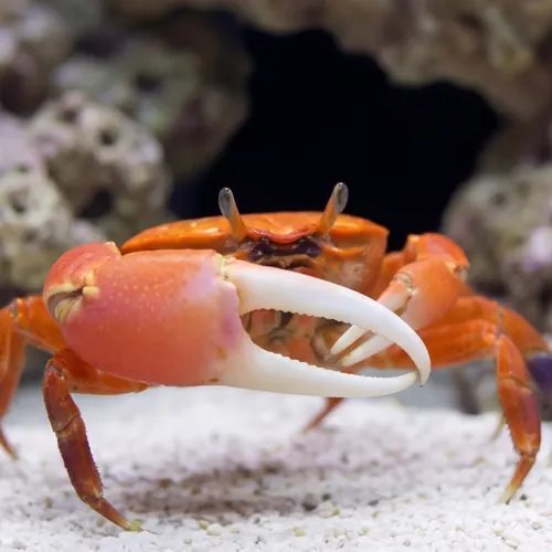 Red Fiddler Crab