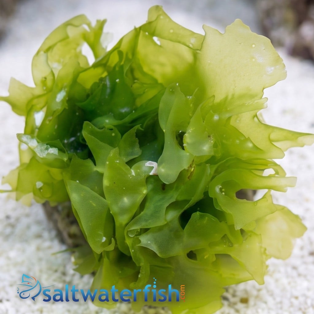 Sea Lettuce Ulva