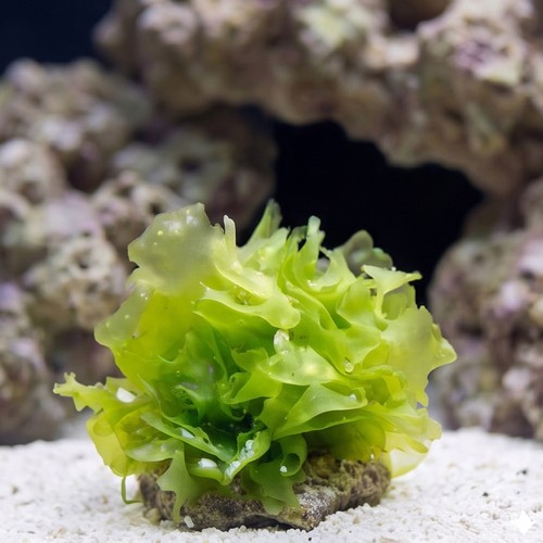 Sea Lettuce Ulva