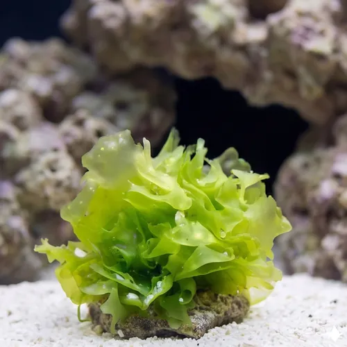Sea Lettuce Ulva