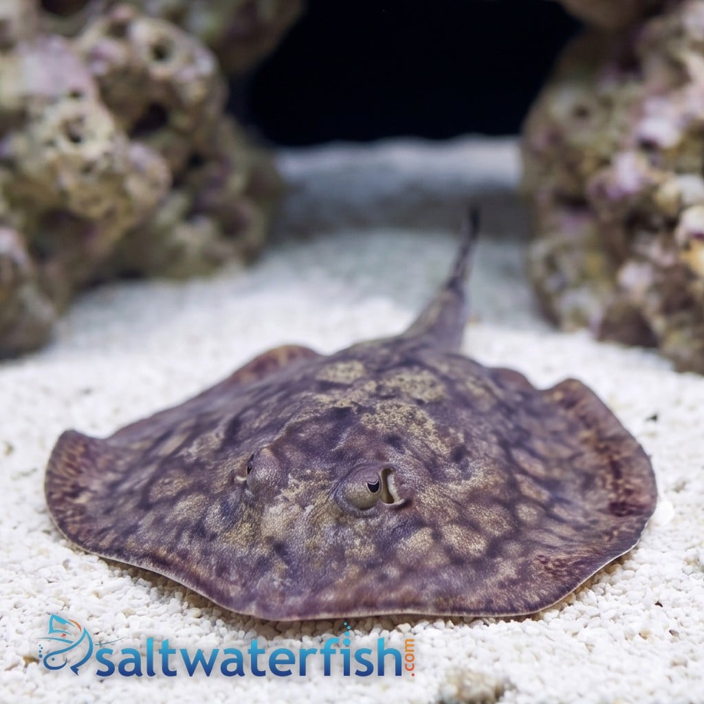 California Stingray