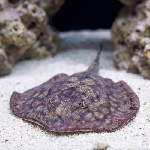 California Stingray
