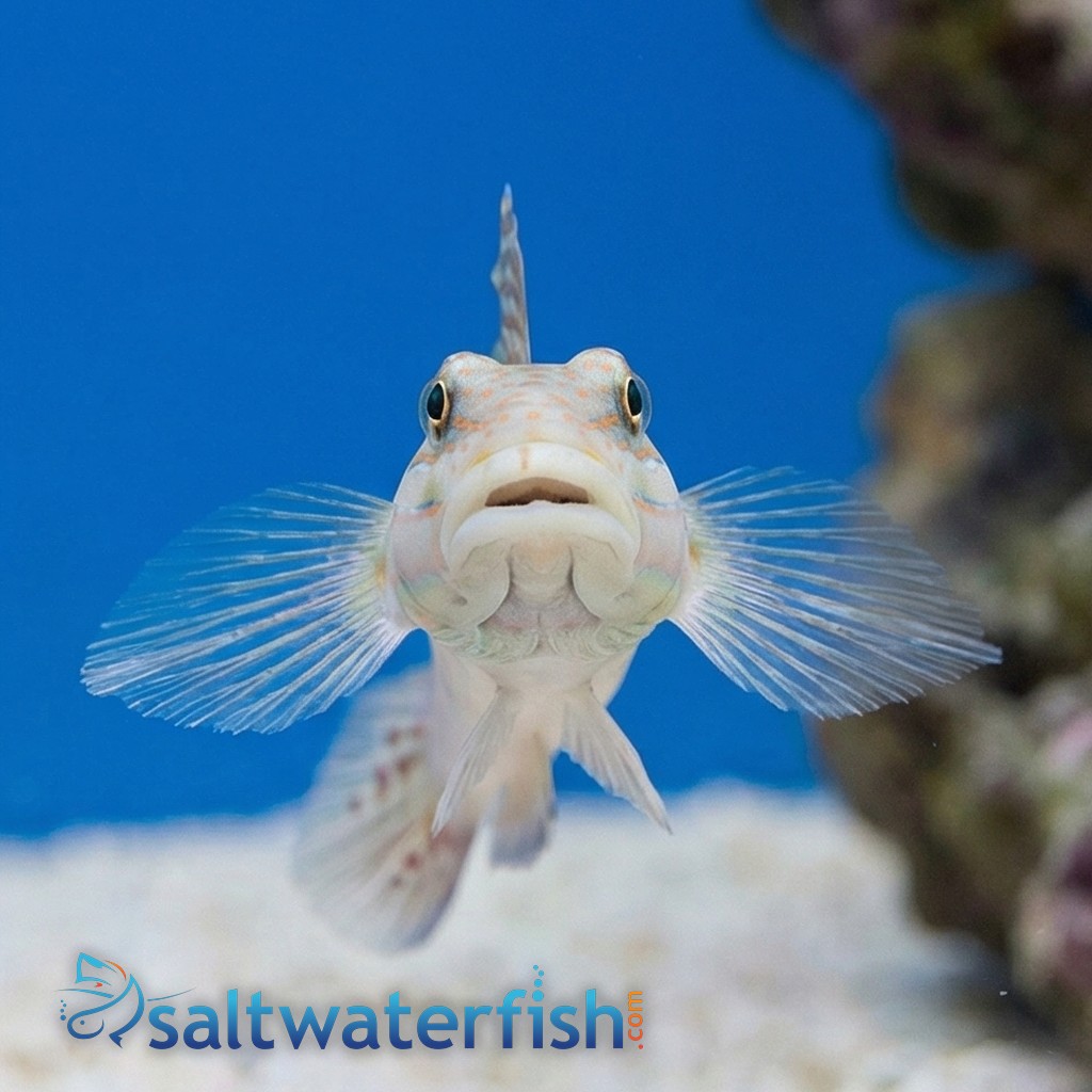 Diamond Goby - Fiji - MAC Certified