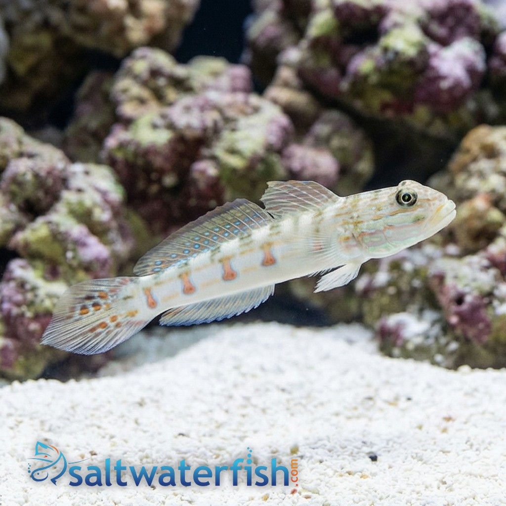 Diamond Goby - Fiji - MAC Certified