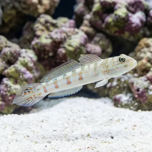Diamond Goby - Fiji - MAC Certified