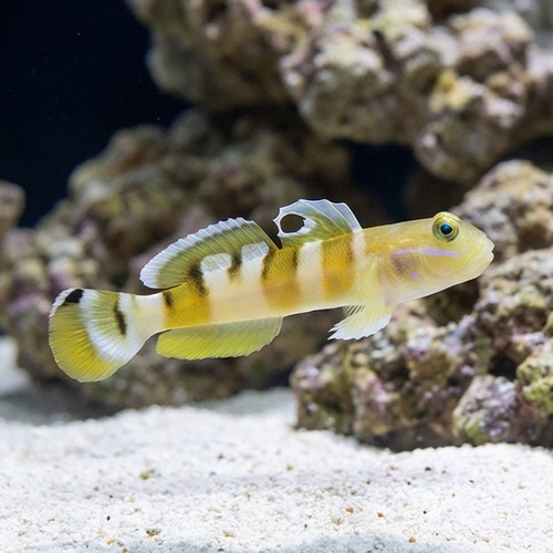 Tiger (Wardi) Goby