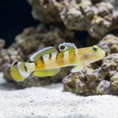 Tiger (Wardi) Goby