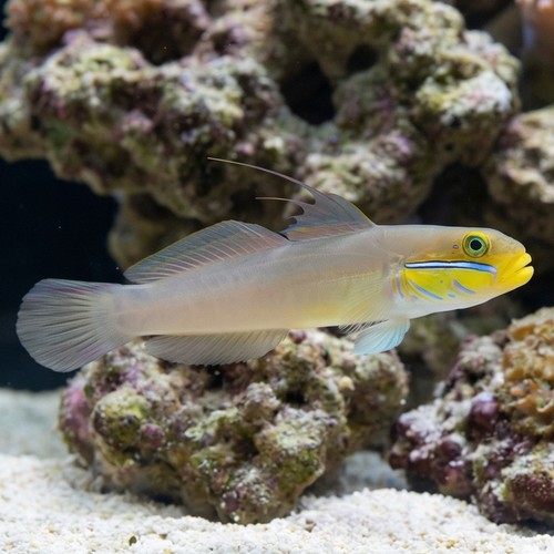 Golden Headed Sleeper Goby - Fiji - MAC Certified