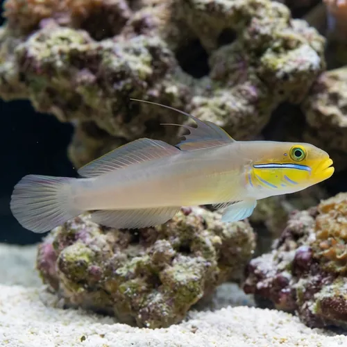 Golden Headed Sleeper Goby - Fiji - MAC Certified
