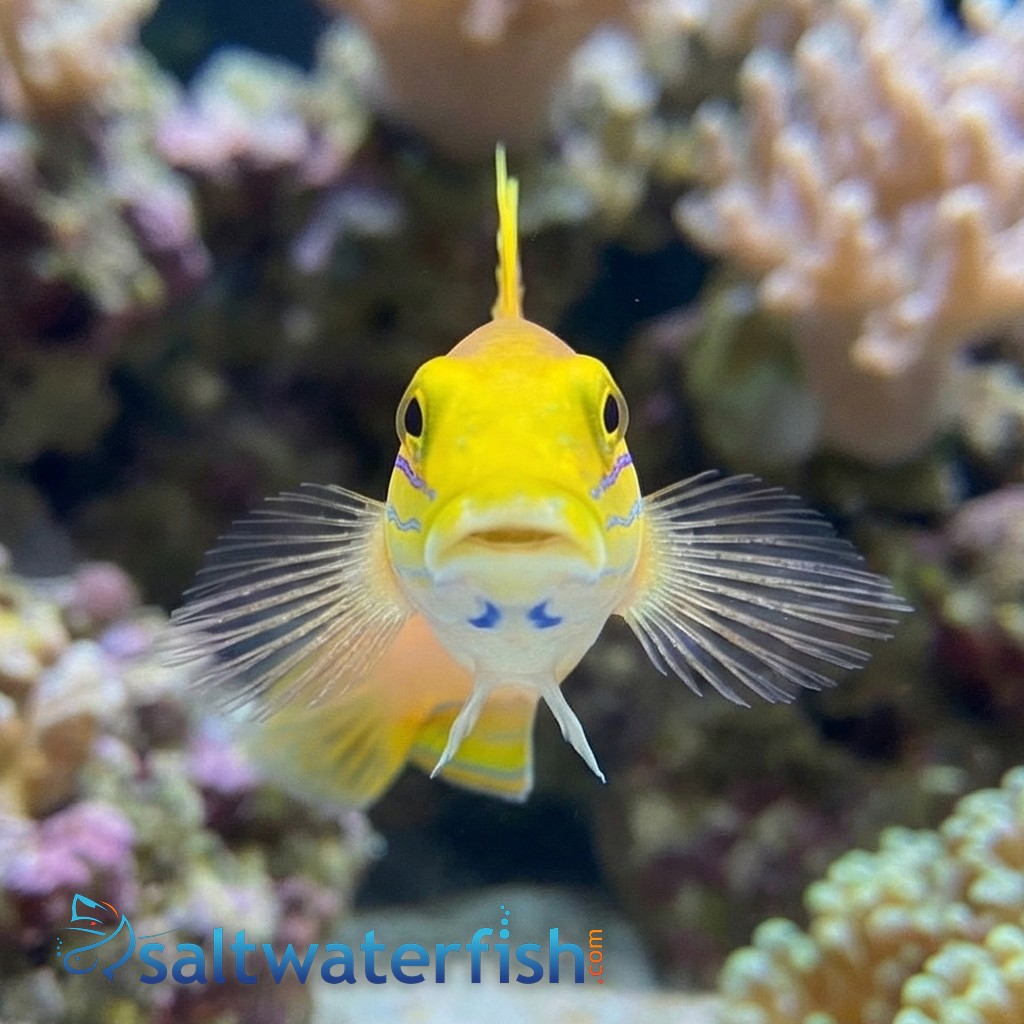 Bella Goby