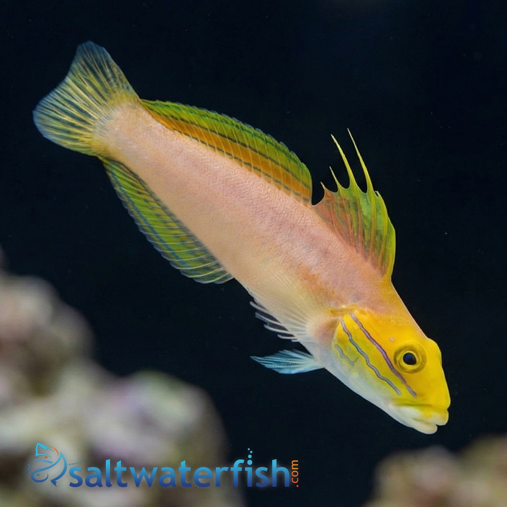 Bella Goby