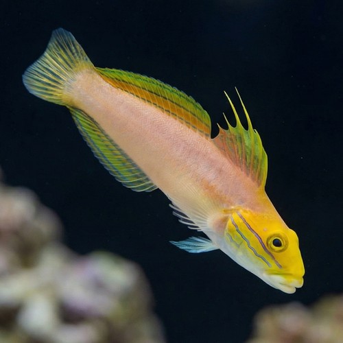 Bella Goby