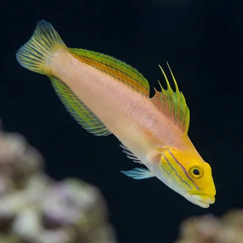 Bella Goby