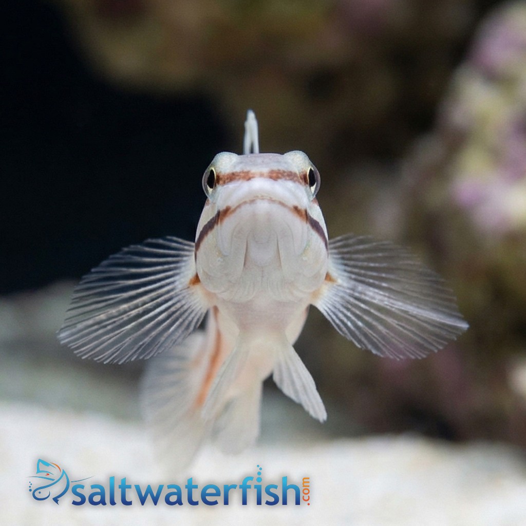 Railway Sleeper Goby