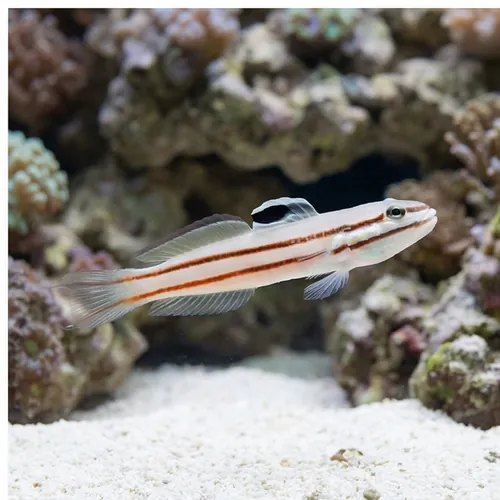 Railway Sleeper Goby