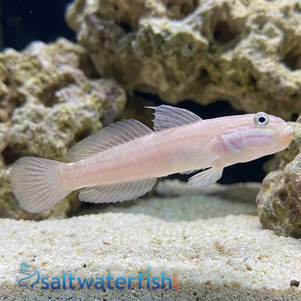 Mural (Striped) Sleeper Goby - Indo Pacific
