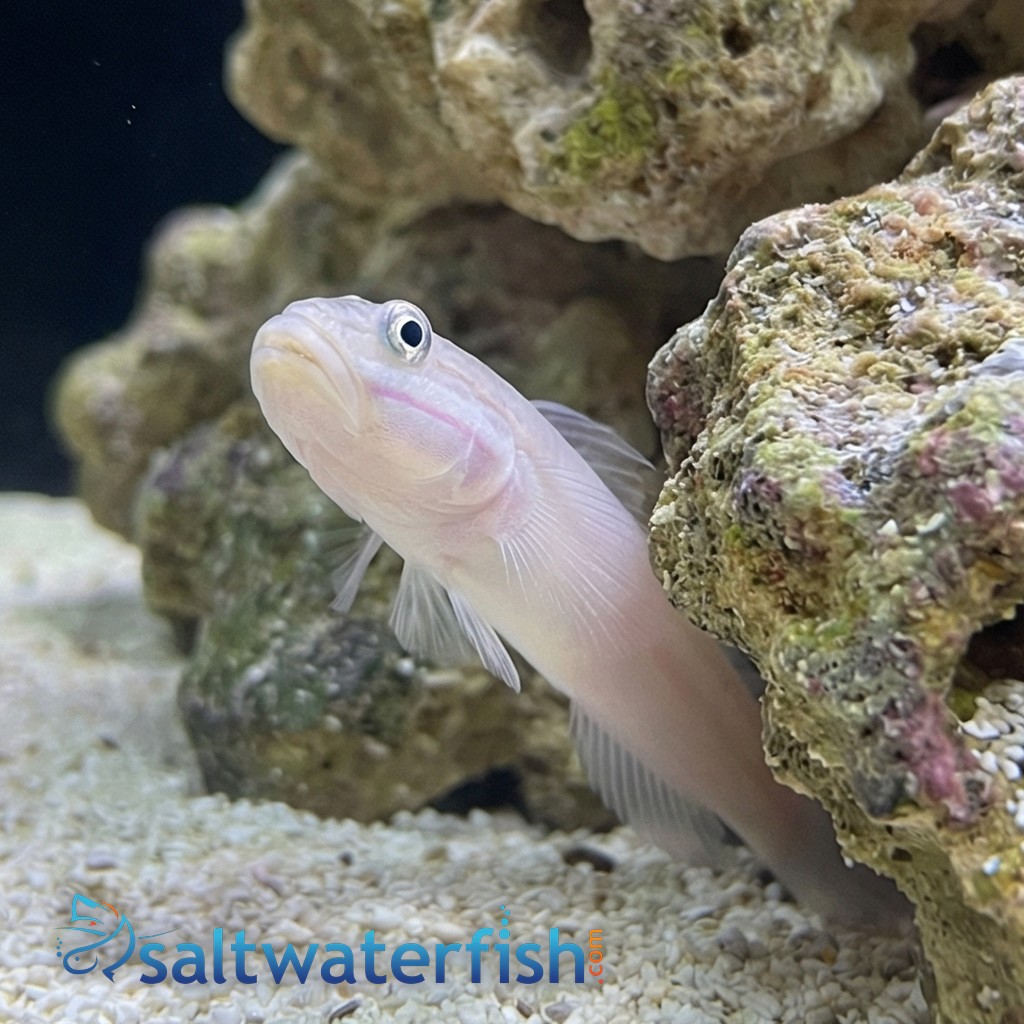 Mural (Striped) Sleeper Goby - Indo Pacific