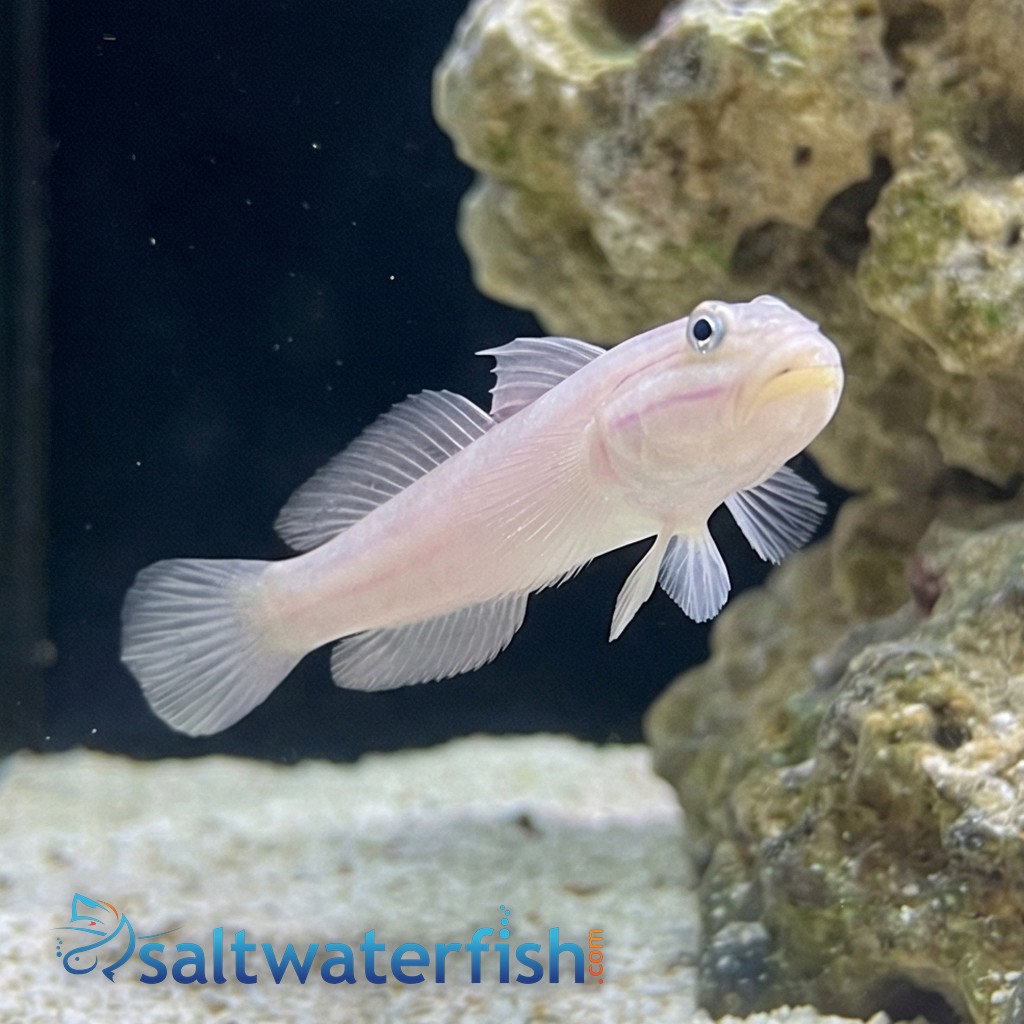 Mural (Striped) Sleeper Goby - Indo Pacific