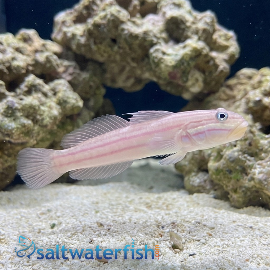 Mural (Striped) Sleeper Goby - Indo Pacific