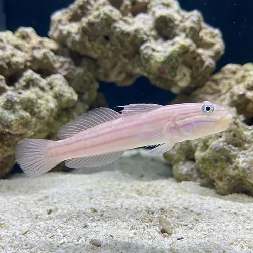 Mural (Striped) Sleeper Goby - Indo Pacific